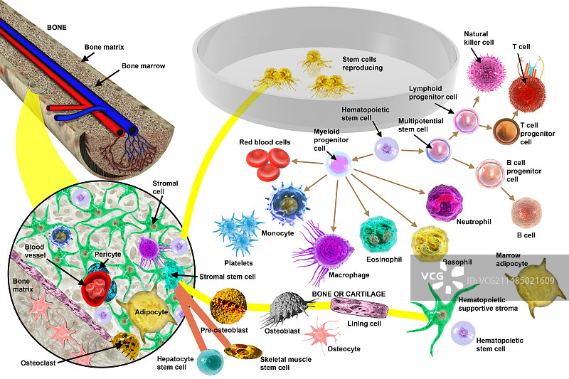 造血干细胞，图示图片素材