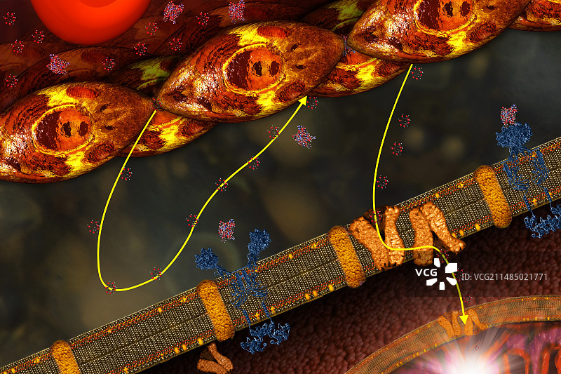 糖尿病插图图片素材