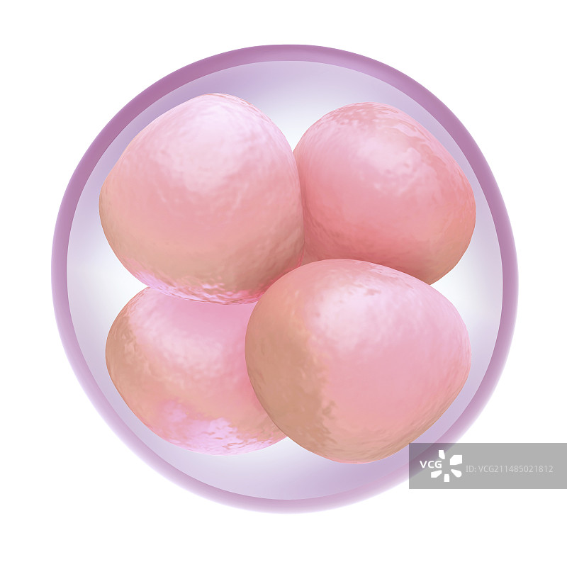 受精卵细胞分裂图片素材