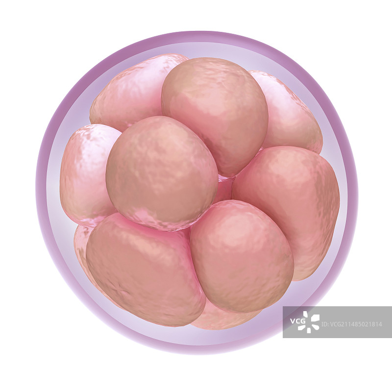 受精卵细胞分裂图片素材