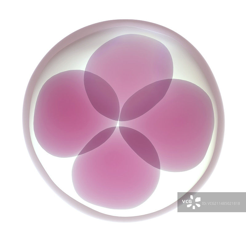 受精卵细胞分裂图片素材