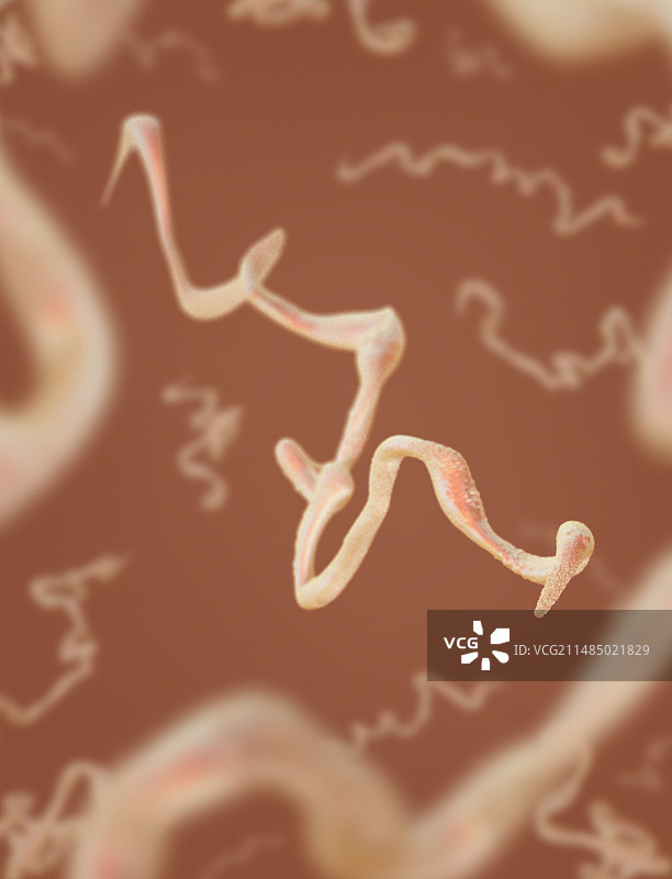 梅毒细菌，图示图片素材
