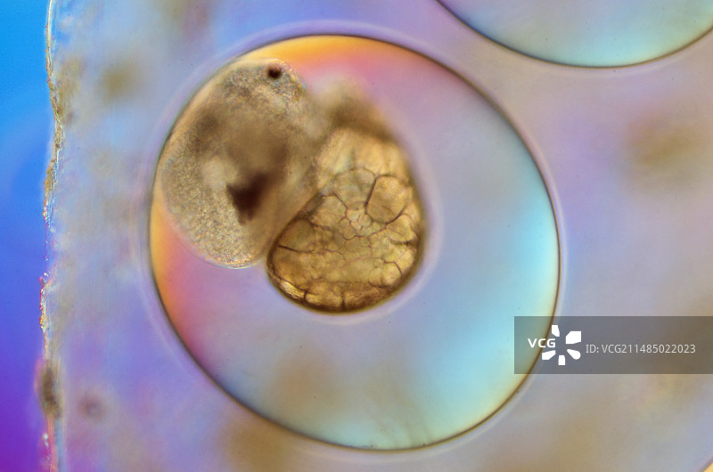 截形椎实螺卵与胚胎图片素材
