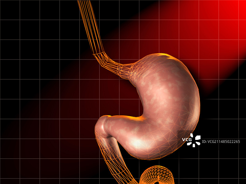 胃、插图图片素材