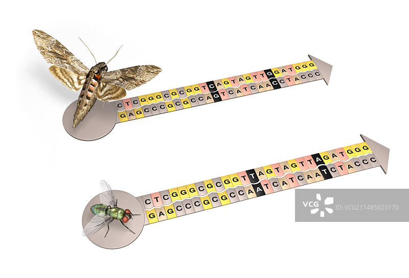 苍蝇和蛾的遗传密码插图图片素材