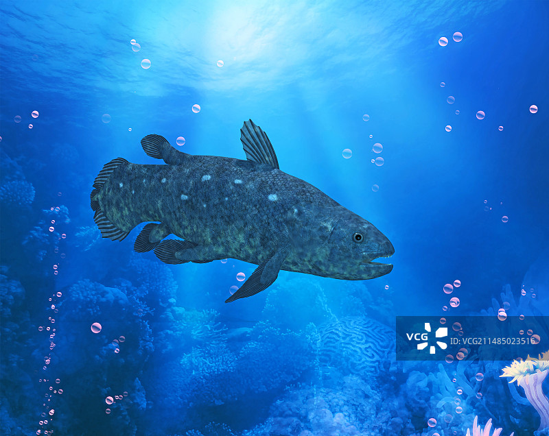 腔棘鱼插画图片素材