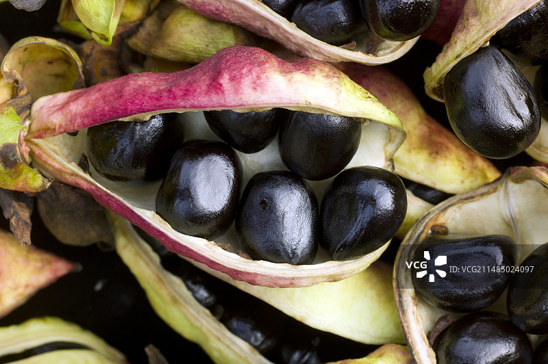 巨花芍药的种子图片素材