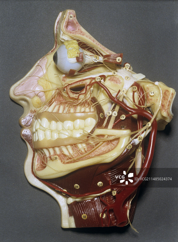 20世纪的面部蜡像图片素材