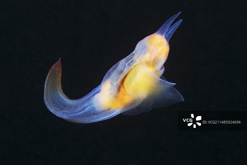 普通海若虫图片素材