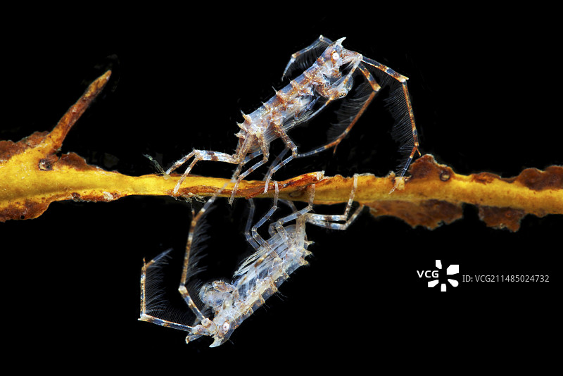 端足类甲壳动物图片素材