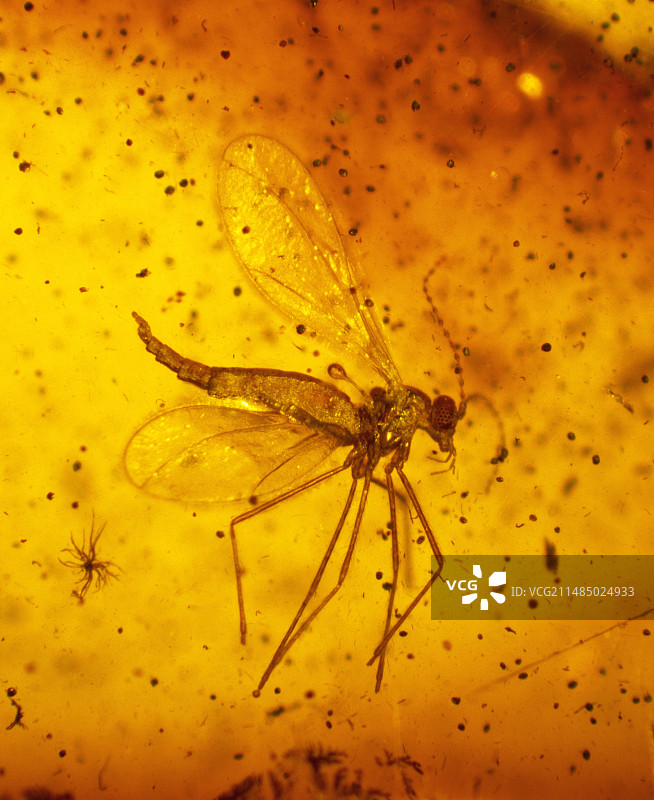 波罗的海琥珀中的瘿蚊图片素材