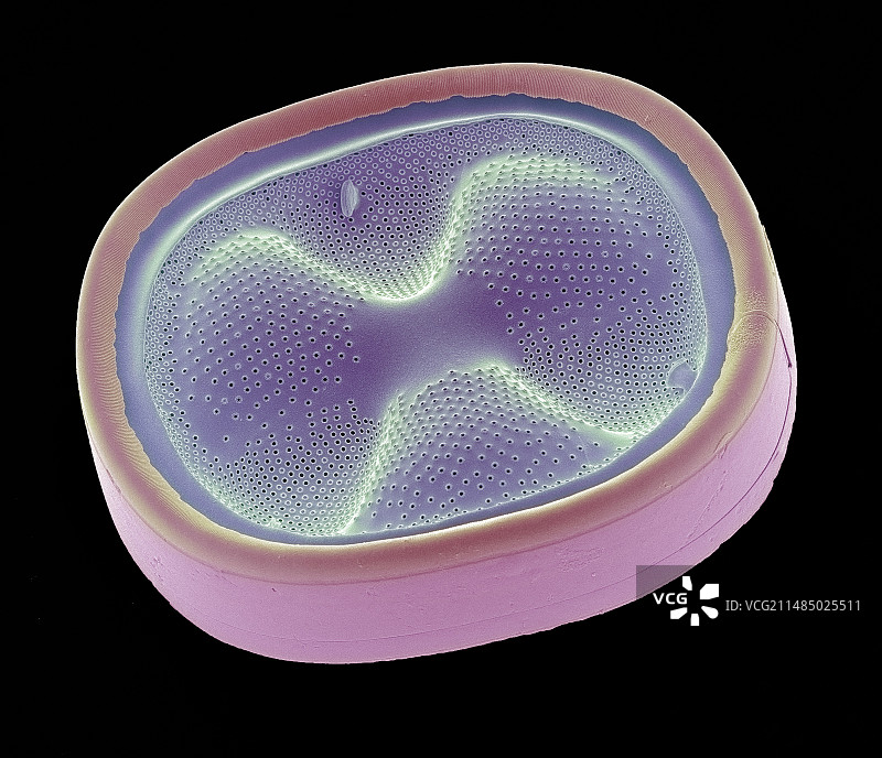 硅藻,扫描电镜图片素材