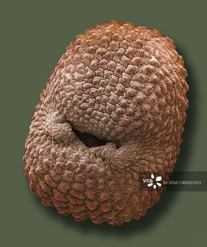 红柳叶菜种子，扫描电镜图片素材