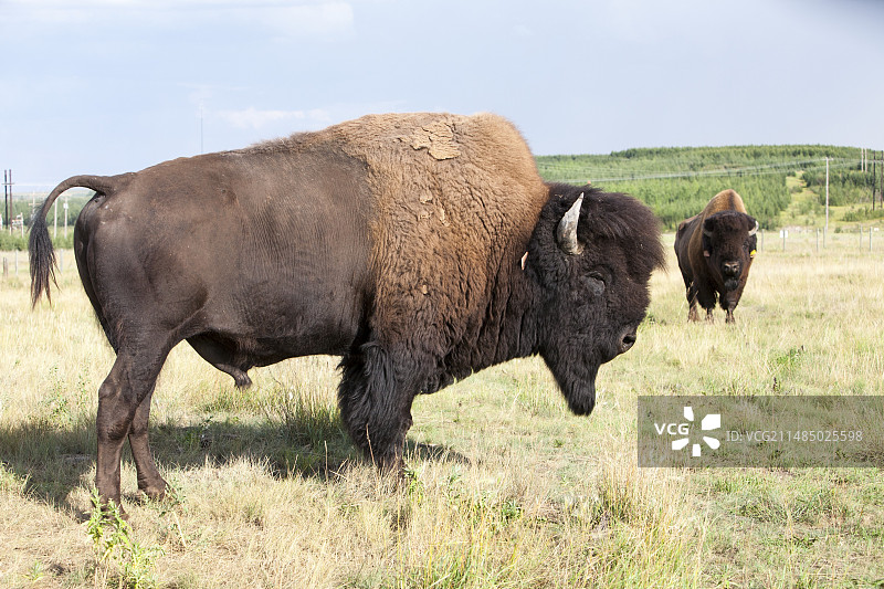 在复垦的焦油砂矿上的美洲野牛图片素材