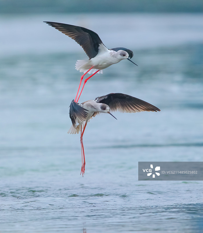 长脚鹬图片素材