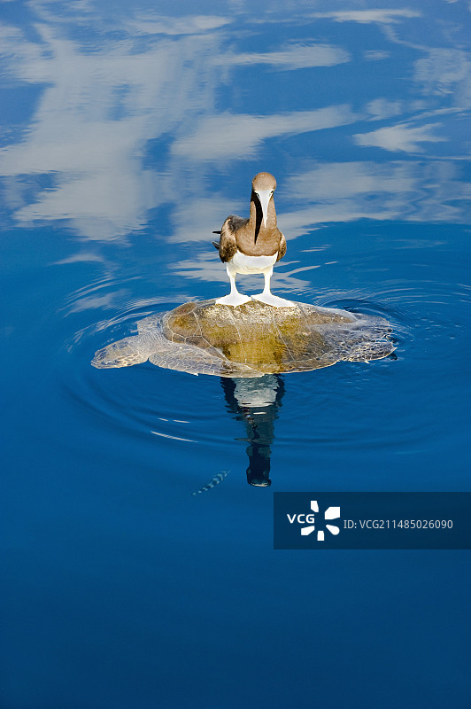 棕色鲣鸟和海龟图片素材
