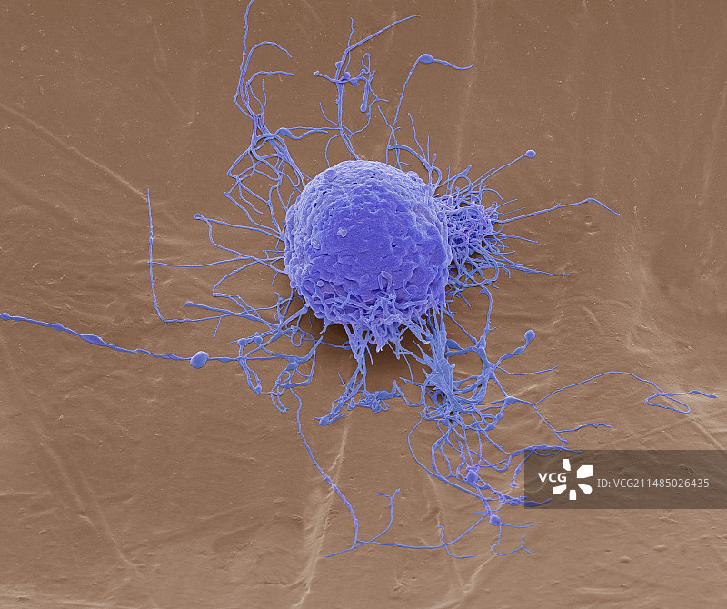 间充质干细胞扫描电镜图图片素材