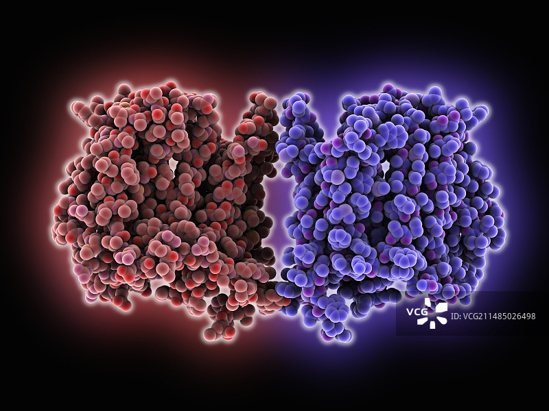 多药转运蛋白分子图片素材