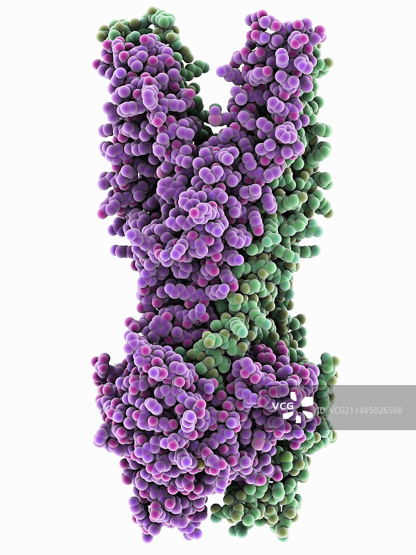 多药转运蛋白分子图片素材