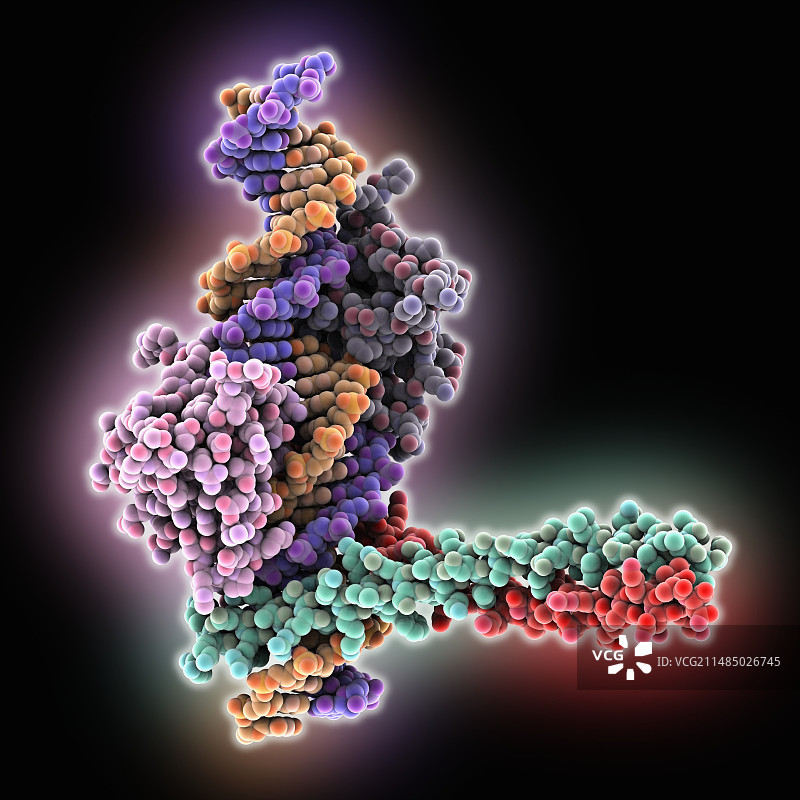 IFN-β基因的转录激活图片素材