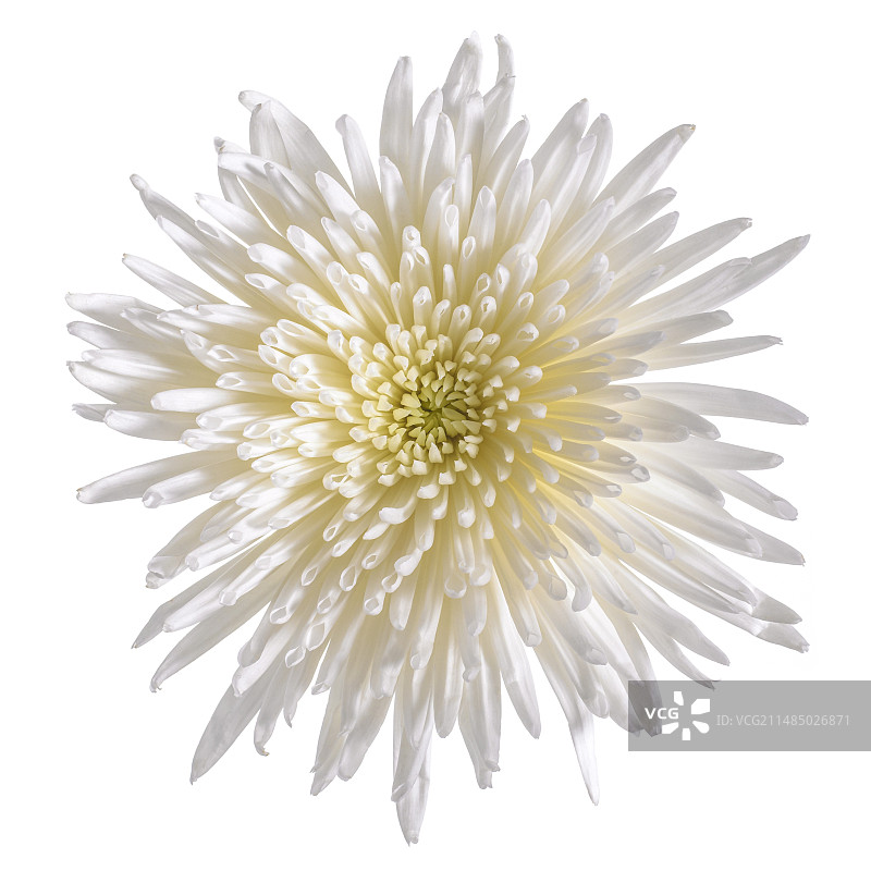 白色菊花图片素材