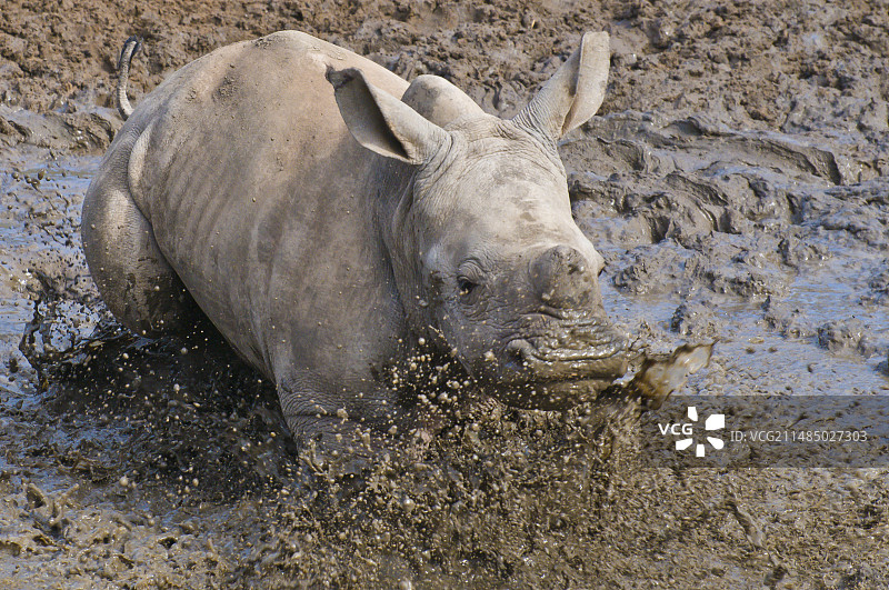 白犀牛幼崽图片素材