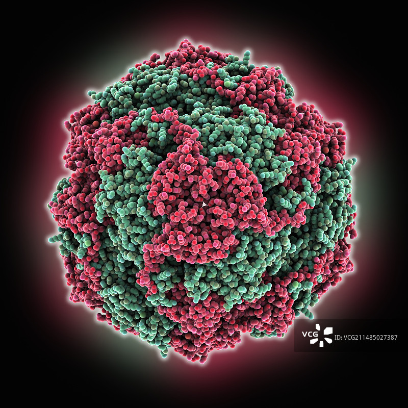 脲酶分子模型图片素材