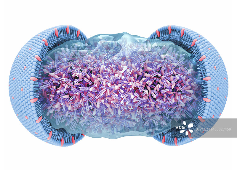 脂蛋白插图图片素材