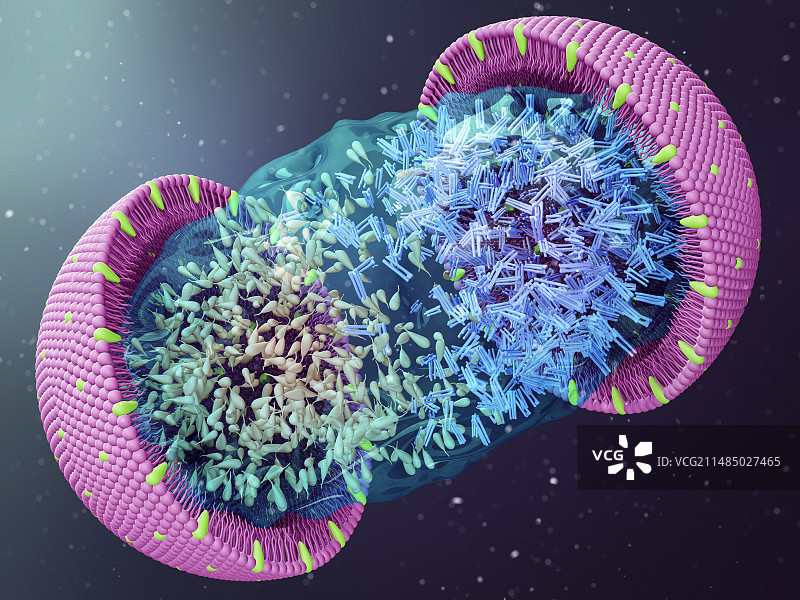 脂蛋白插图图片素材