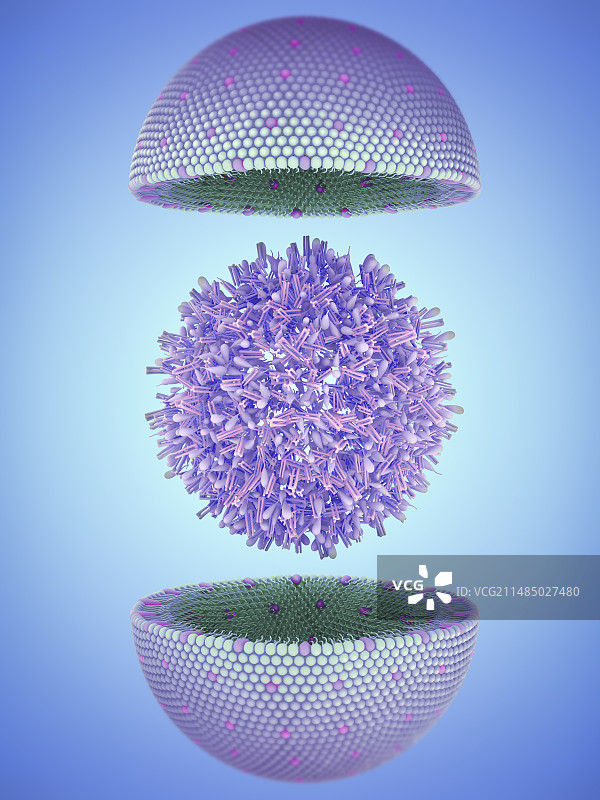 脂蛋白插图图片素材