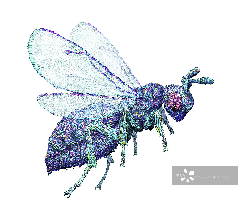 微生物黄蜂概念图图片素材