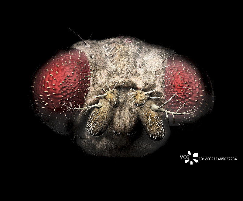 果蝇头部插图图片素材