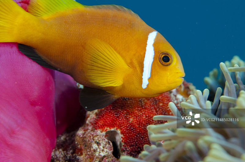 守护鱼卵的海葵鱼图片素材