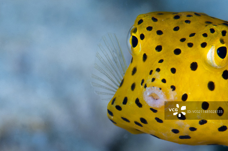 幼年箱鲀图片素材