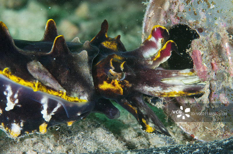 墨鱼在垃圾中产卵图片素材