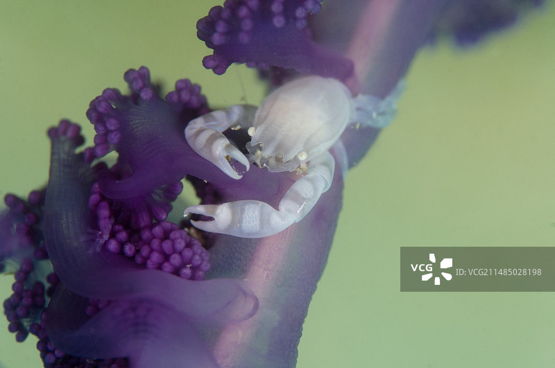 小瓷蟹图片素材