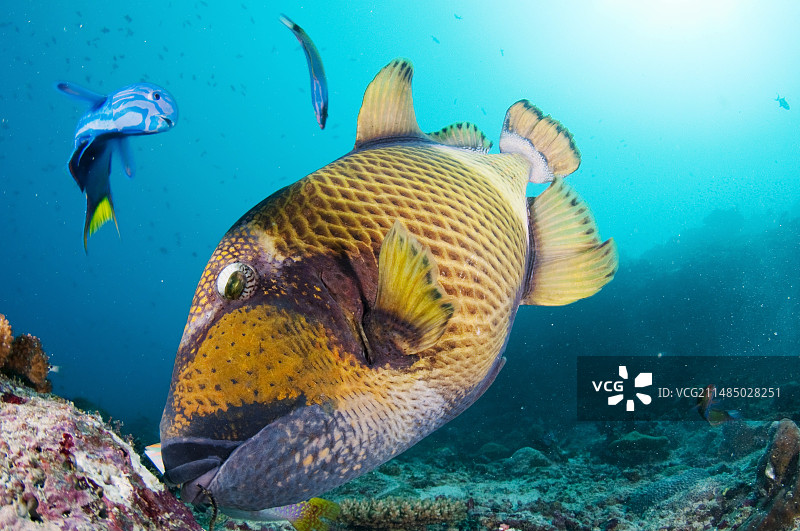 正在进食的巨型炮弹鱼图片素材