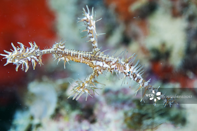 华丽的海龙图片素材