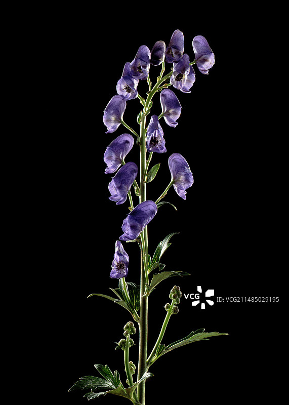 乌头花图片素材