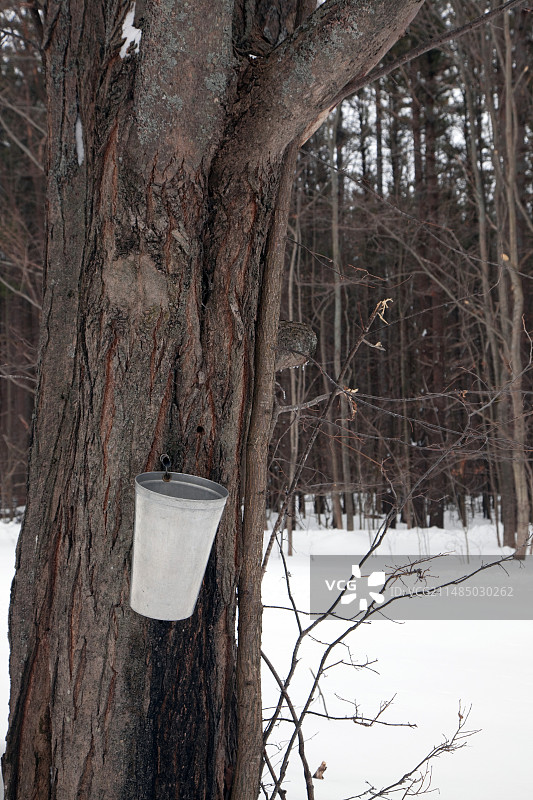 从枫树上采集树液图片素材