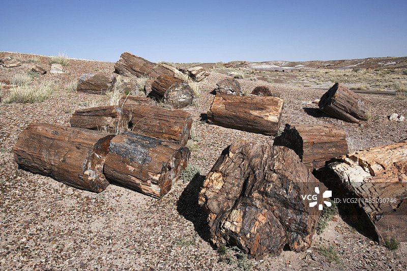 美国亚利桑那州石化林图片素材