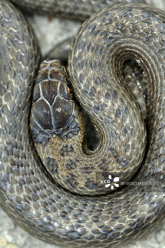 平滑的蛇图片素材