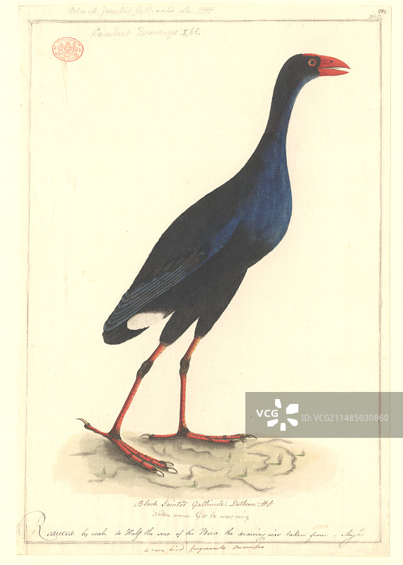 紫水鸡图片素材