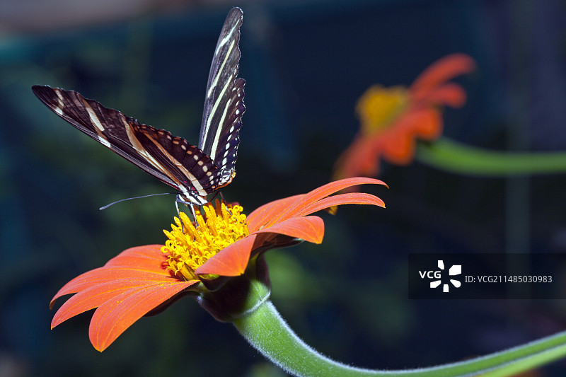 燕尾蝶II图片素材