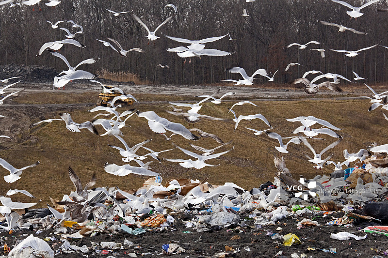美国垃圾填埋场海鸥图片素材