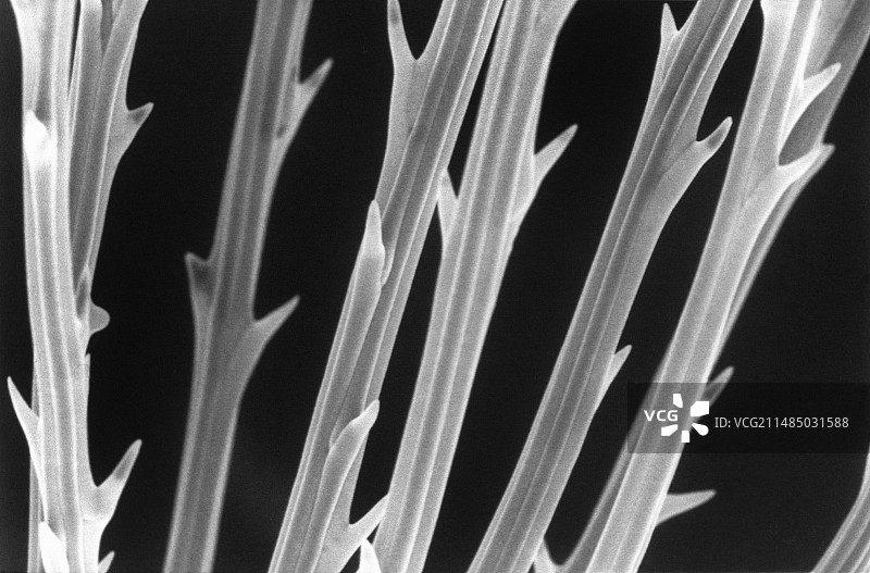 蒲公英，扫描电镜图片素材