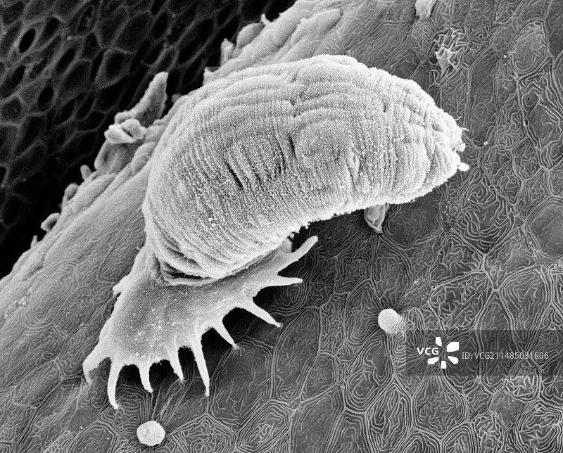 水生指环虫寄生虫扫描电镜图图片素材