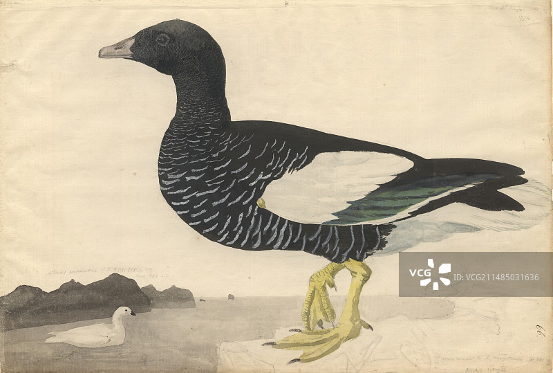 海带鹅插画图片素材