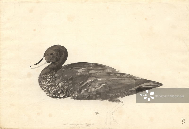 黄嘴鸭插画图片素材