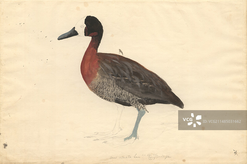 啸鸭插画图片素材